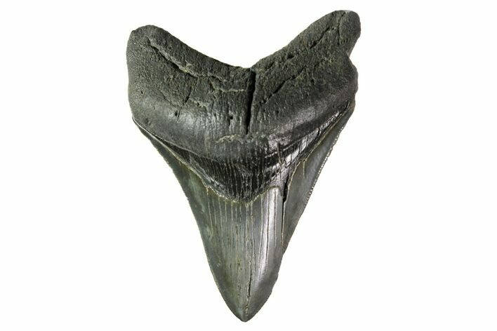 Serrated, Fossil Megalodon Tooth - South Carolina #154177